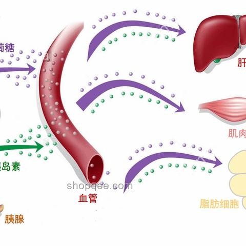 全合成的意义深度解析